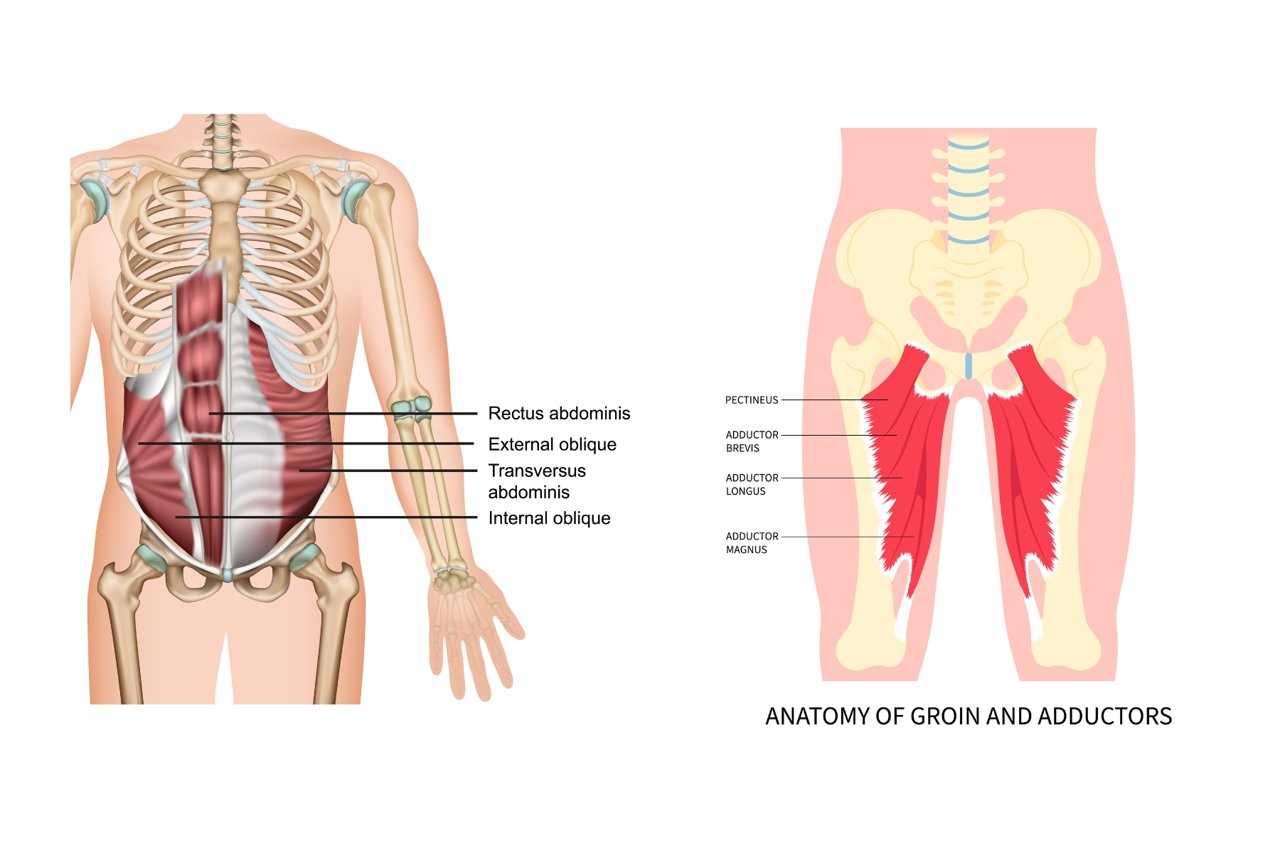 Pubic Symphysis Pain - Pubalgia