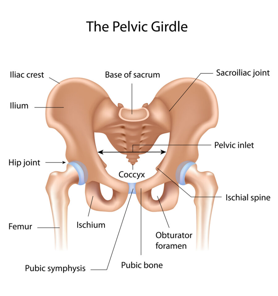 Pubic Symphysis Pain, Pubic Related Groin Pain and Pelvic Girdle Pain
