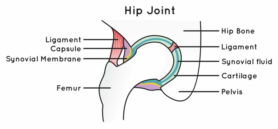 Diagram of a hip joint, highlighting the location of the synovial membrane