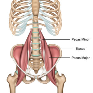 Diagram illustrating the location of the psoas muscle