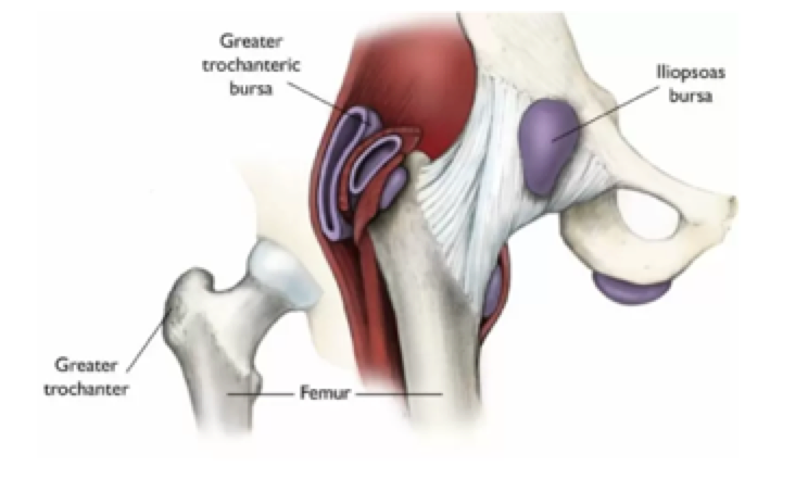 Diagram illustrating the illiopsoas bursa